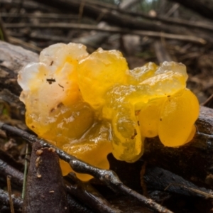 Tremella mesenterica at Cotter River, ACT - 2 Jul 2021