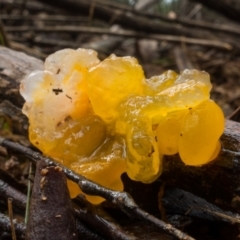 Tremella mesenterica (Witch's Butter or Yellow Brain) at Cotter River, ACT - 2 Jul 2021 by Jek
