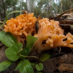 Ramaria sp. (A Coral fungus) at Cotter River, ACT - 2 Jul 2021 by Jek