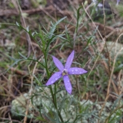 Isotoma axillaris (Australian Harebell) at Table Top, NSW - 2 Jul 2021 by Darcy