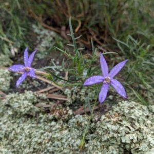 Isotoma axillaris at Table Top, NSW - 2 Jul 2021 12:42 PM