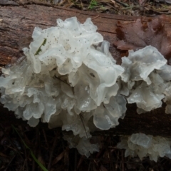 Tremella fuciformis (Snow Fungus) at Cotter River, ACT - 2 Jul 2021 by Jek