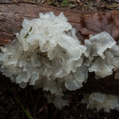 Tremella fuciformis (Snow Fungus) at Cotter River, ACT - 2 Jul 2021 by Jek