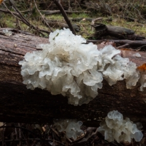 Tremella fuciformis at Cotter River, ACT - 2 Jul 2021