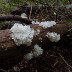 Tremella fuciformis at Cotter River, ACT - 2 Jul 2021