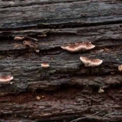 Rhodofomitopsis lilacinogilva complex (Lilac Shelf Fungus) at Cotter River, ACT - 2 Jul 2021 by Jek