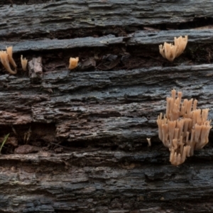 Artomyces sp. at Cotter River, ACT - 2 Jul 2021