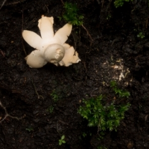 Geastrum sp. at Cotter River, ACT - 2 Jul 2021 01:51 PM