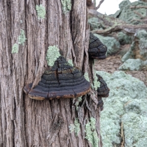 Phellinus sp. (non-resupinate) at Table Top, NSW - 2 Jul 2021