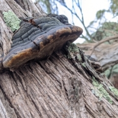 Phellinus sp. (non-resupinate) at Table Top, NSW - 2 Jul 2021