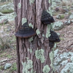 Phellinus sp. (non-resupinate) at Table Top, NSW - 2 Jul 2021