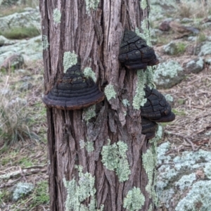 Phellinus sp. (non-resupinate) at Table Top, NSW - 2 Jul 2021