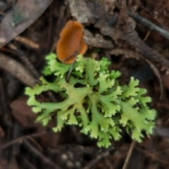 Heterodea sp. (A lichen) at Coree, ACT - 2 Jul 2021 by Jek