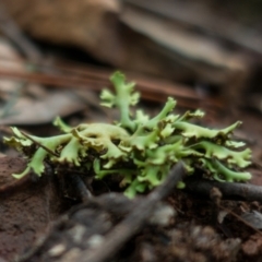 Heterodea sp. at Coree, ACT - 2 Jul 2021