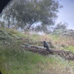 Corcorax melanorhamphos (White-winged Chough) at Albury - 2 Jul 2021 by Darcy