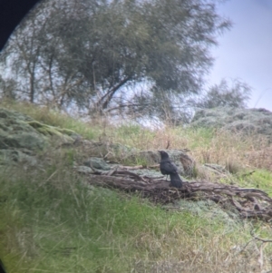 Corcorax melanorhamphos at Table Top, NSW - 2 Jul 2021