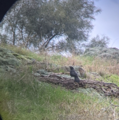 Corcorax melanorhamphos (White-winged Chough) at Table Top, NSW - 2 Jul 2021 by Darcy