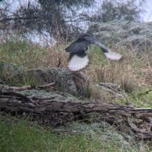 Corcorax melanorhamphos at Table Top, NSW - 2 Jul 2021