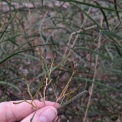 Acacia doratoxylon (Currawang) at Budginigi - 2 Jul 2021 by Darcy