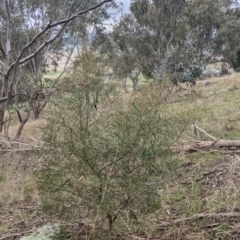 Acacia doratoxylon at Table Top, NSW - 2 Jul 2021 01:05 PM