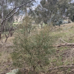 Acacia doratoxylon at Table Top, NSW - 2 Jul 2021 01:05 PM