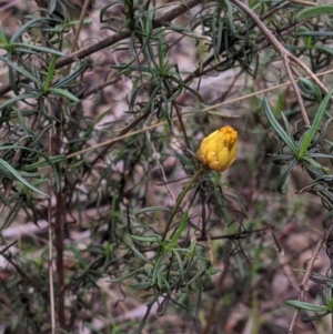 Xerochrysum viscosum at Table Top, NSW - 2 Jul 2021 01:06 PM