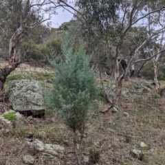 Callitris glaucophylla (White Cypress Pine) at Budginigi - 2 Jul 2021 by Darcy