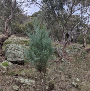 Callitris glaucophylla at Table Top, NSW - 2 Jul 2021