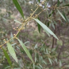 Acacia verniciflua (Varnish Wattle) at Budginigi - 2 Jul 2021 by Darcy