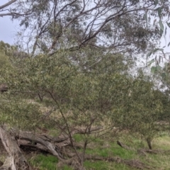 Acacia verniciflua at Table Top, NSW - 2 Jul 2021