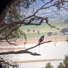 Gymnorhina tibicen (Australian Magpie) at Table Top, NSW - 2 Jul 2021 by Darcy