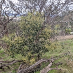 Acacia pycnantha at Table Top, NSW - 2 Jul 2021