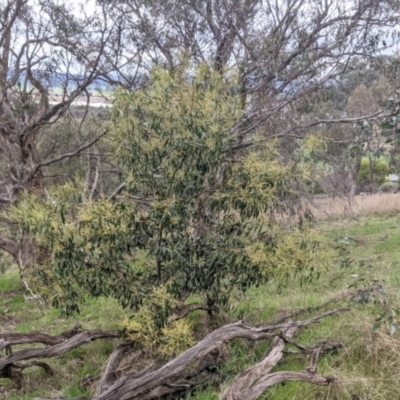 Acacia pycnantha (Golden Wattle) at Table Top, NSW - 2 Jul 2021 by Darcy
