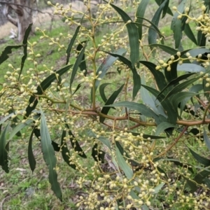 Acacia pycnantha at Table Top, NSW - 2 Jul 2021