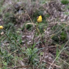 Xerochrysum viscosum (Sticky Everlasting) at Table Top, NSW - 2 Jul 2021 by Darcy