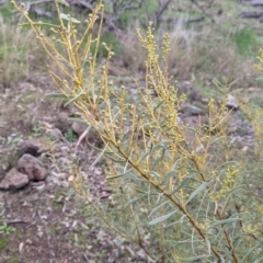 Acacia decora (Showy Wattle) at Table Top, NSW - 2 Jul 2021 by Darcy