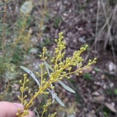 Acacia decora at Table Top, NSW - 2 Jul 2021