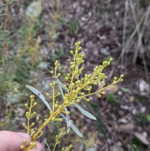 Acacia decora at Table Top, NSW - 2 Jul 2021