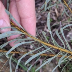 Acacia decora at Table Top, NSW - 2 Jul 2021