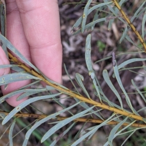 Acacia decora at Table Top, NSW - 2 Jul 2021