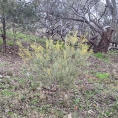 Acacia decora at Table Top, NSW - 2 Jul 2021