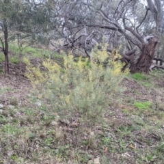 Acacia decora at Table Top, NSW - 2 Jul 2021 01:15 PM