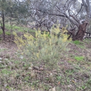 Acacia decora at Table Top, NSW - 2 Jul 2021