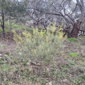 Acacia decora at Table Top, NSW - 2 Jul 2021 01:15 PM