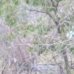 Acanthiza reguloides (Buff-rumped Thornbill) at Table Top, NSW - 2 Jul 2021 by Darcy