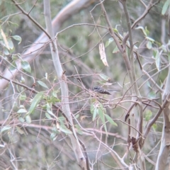 Rhipidura albiscapa (Grey Fantail) at Table Top, NSW - 2 Jul 2021 by Darcy