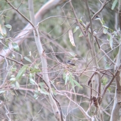 Rhipidura albiscapa at Table Top, NSW - 2 Jul 2021 01:22 PM