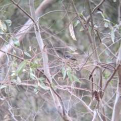 Rhipidura albiscapa at Table Top, NSW - 2 Jul 2021 01:22 PM