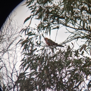 Platycercus elegans at Table Top, NSW - 2 Jul 2021