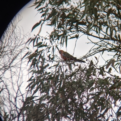 Platycercus elegans (Crimson Rosella) at Albury - 2 Jul 2021 by Darcy